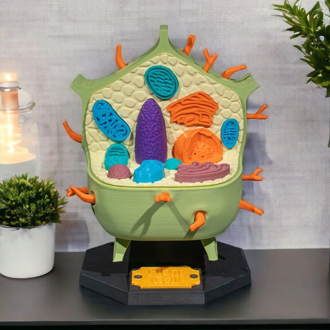 Front view of a plant cell teaching model on its display base.