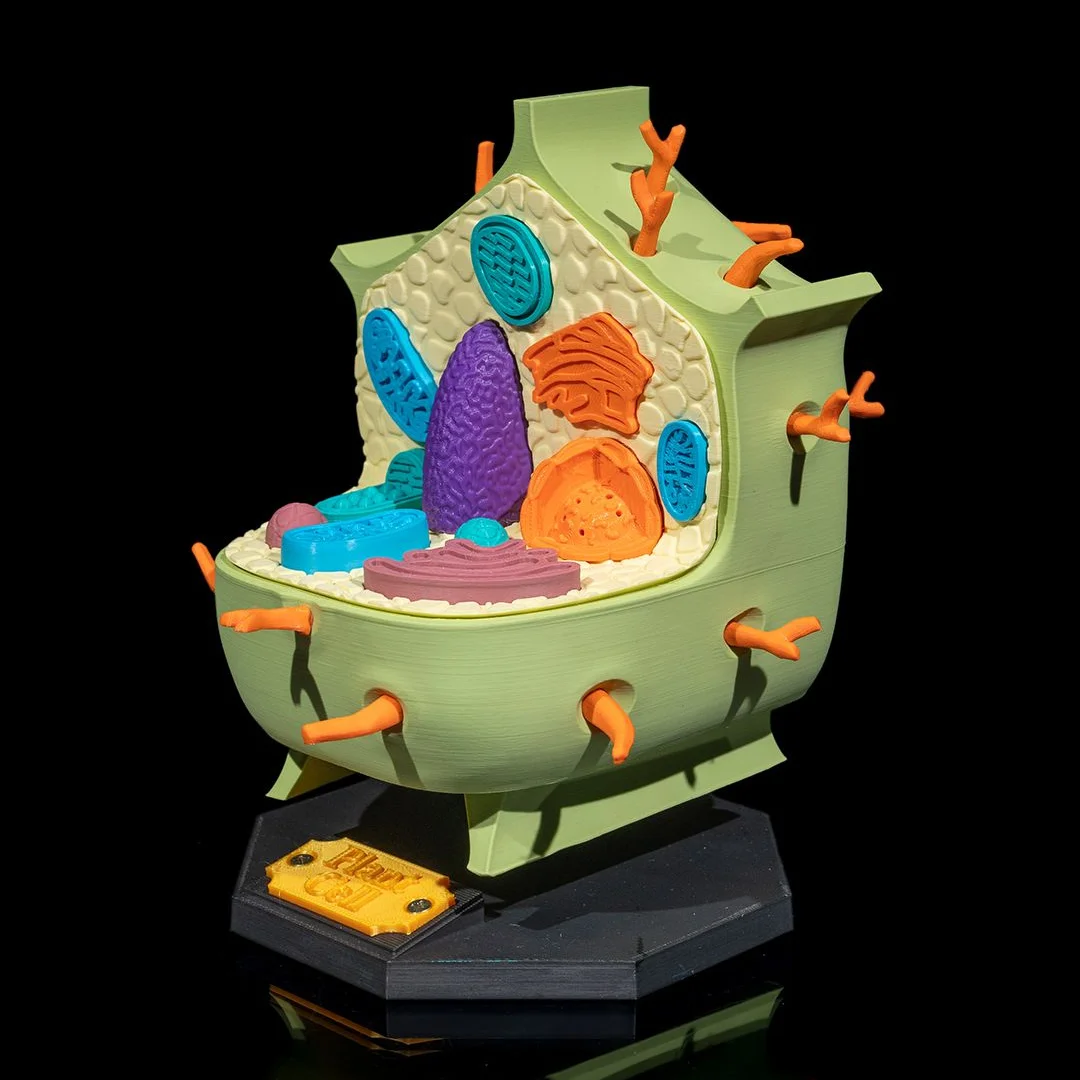 Angled view of a plant cell model with internal structures exposed.