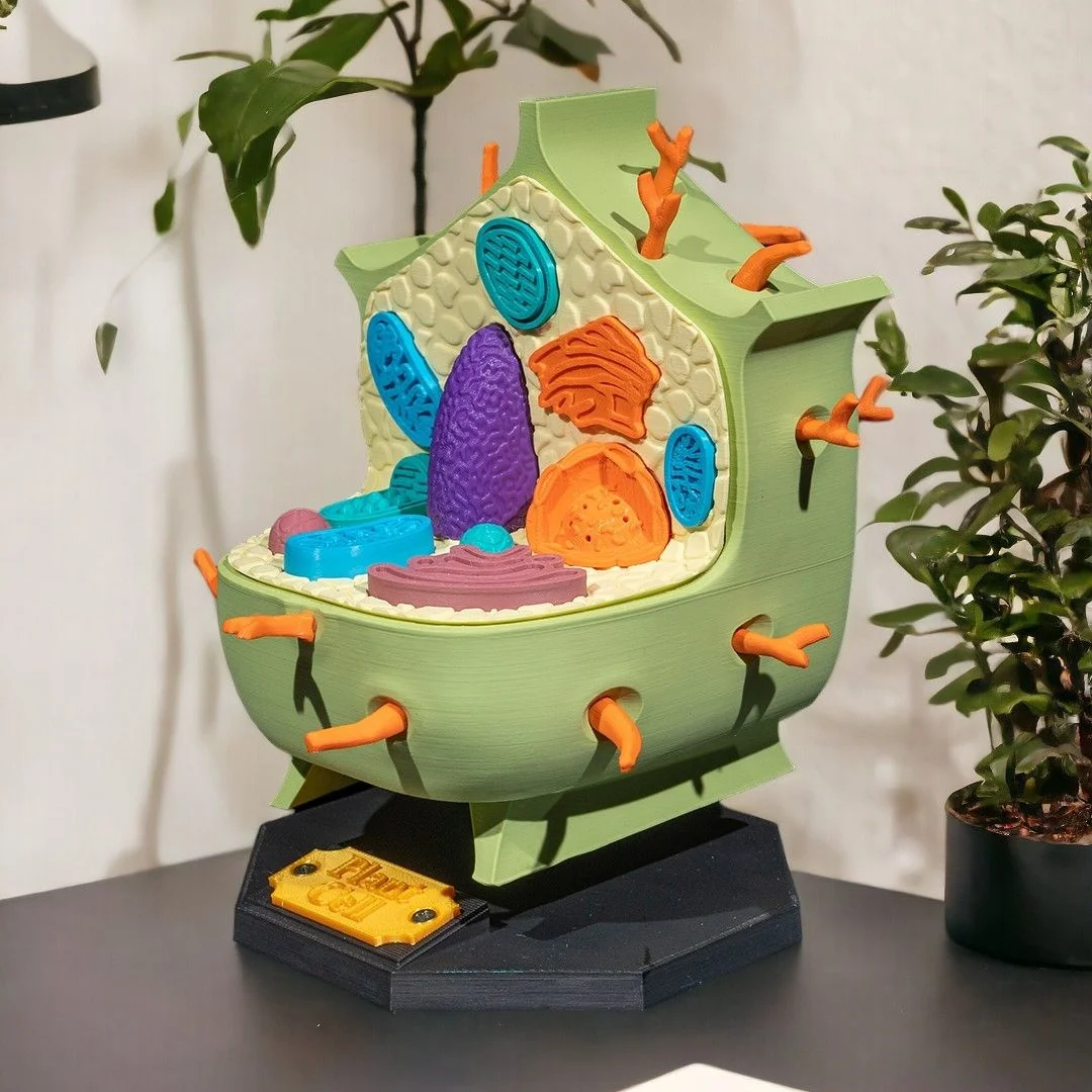 Side angle of a plant cell model showing its open cross-section.