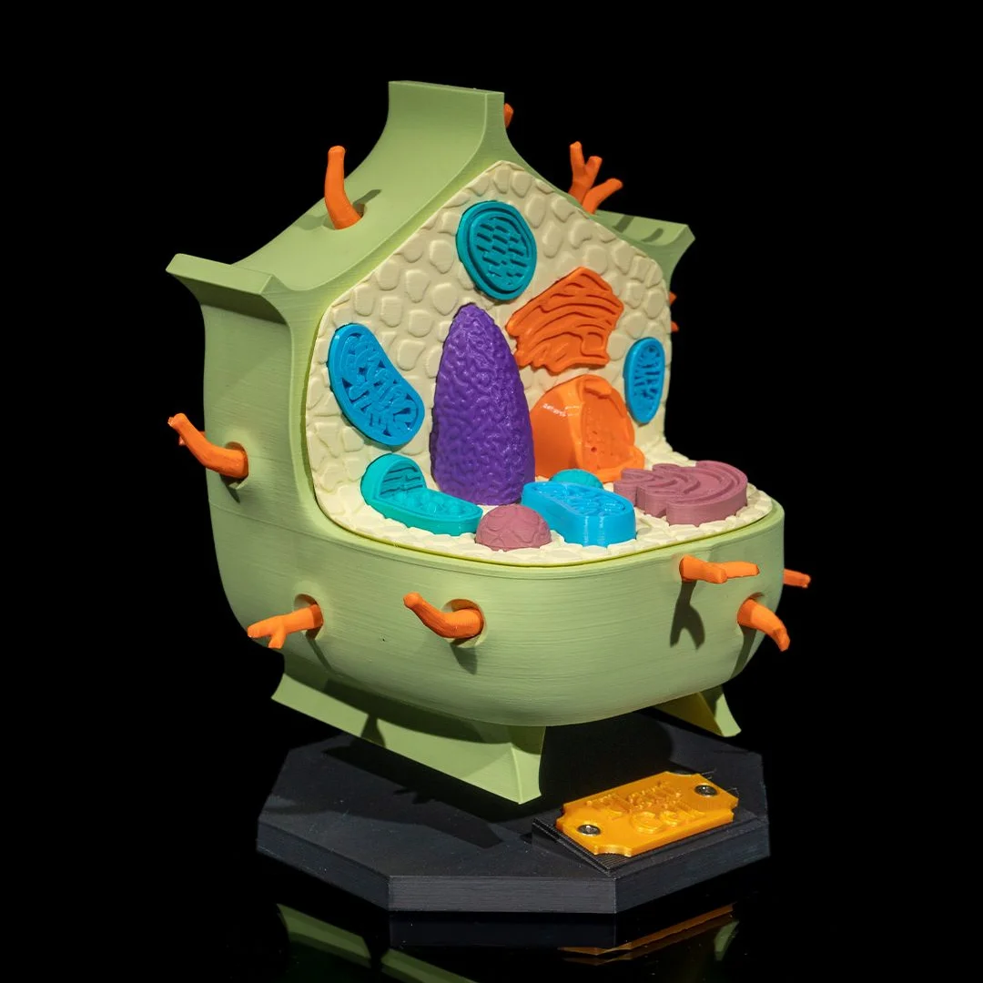 Opposite angle of a plant cell model showing raised organelles.