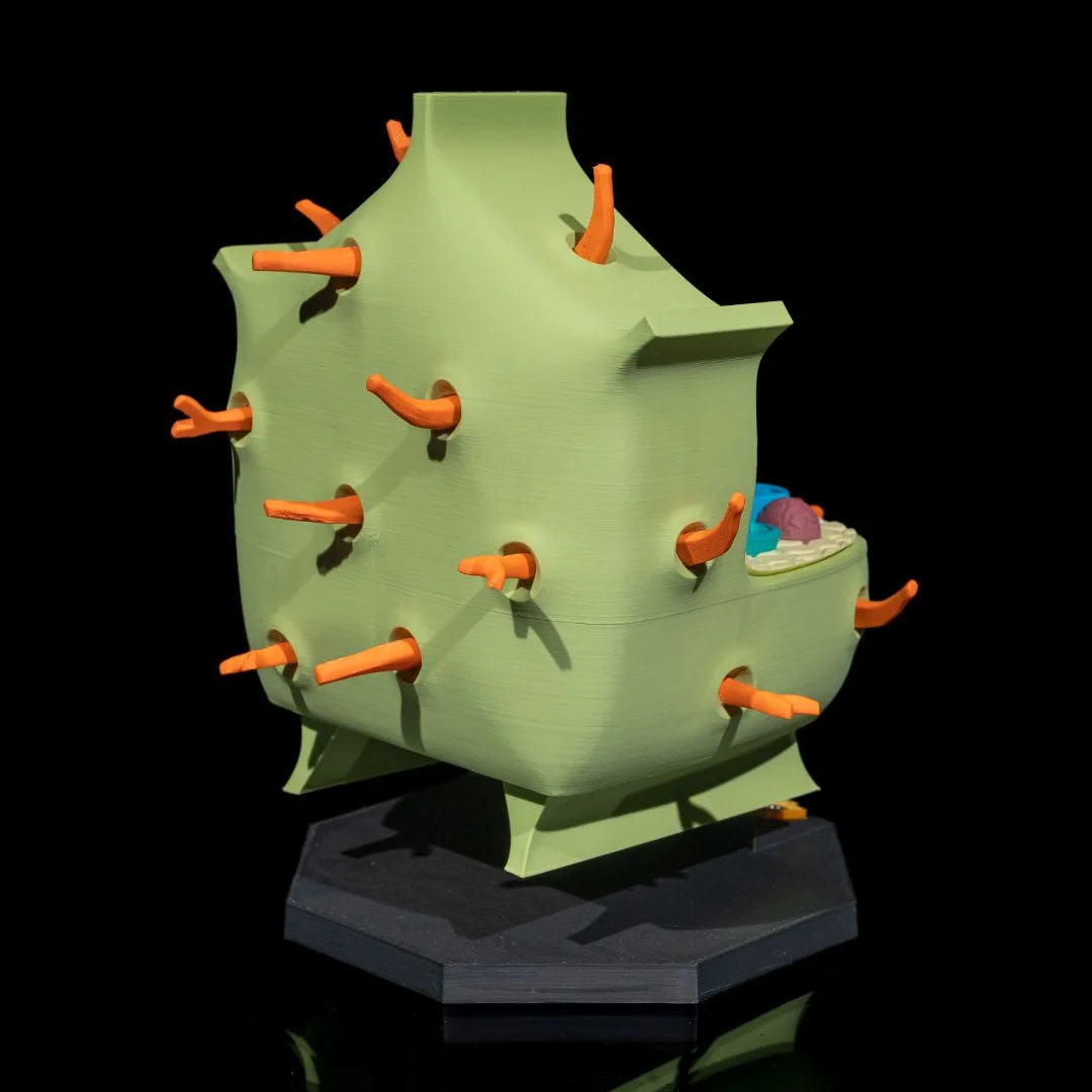 Rear angle of a plant cell model showing the outer wall.