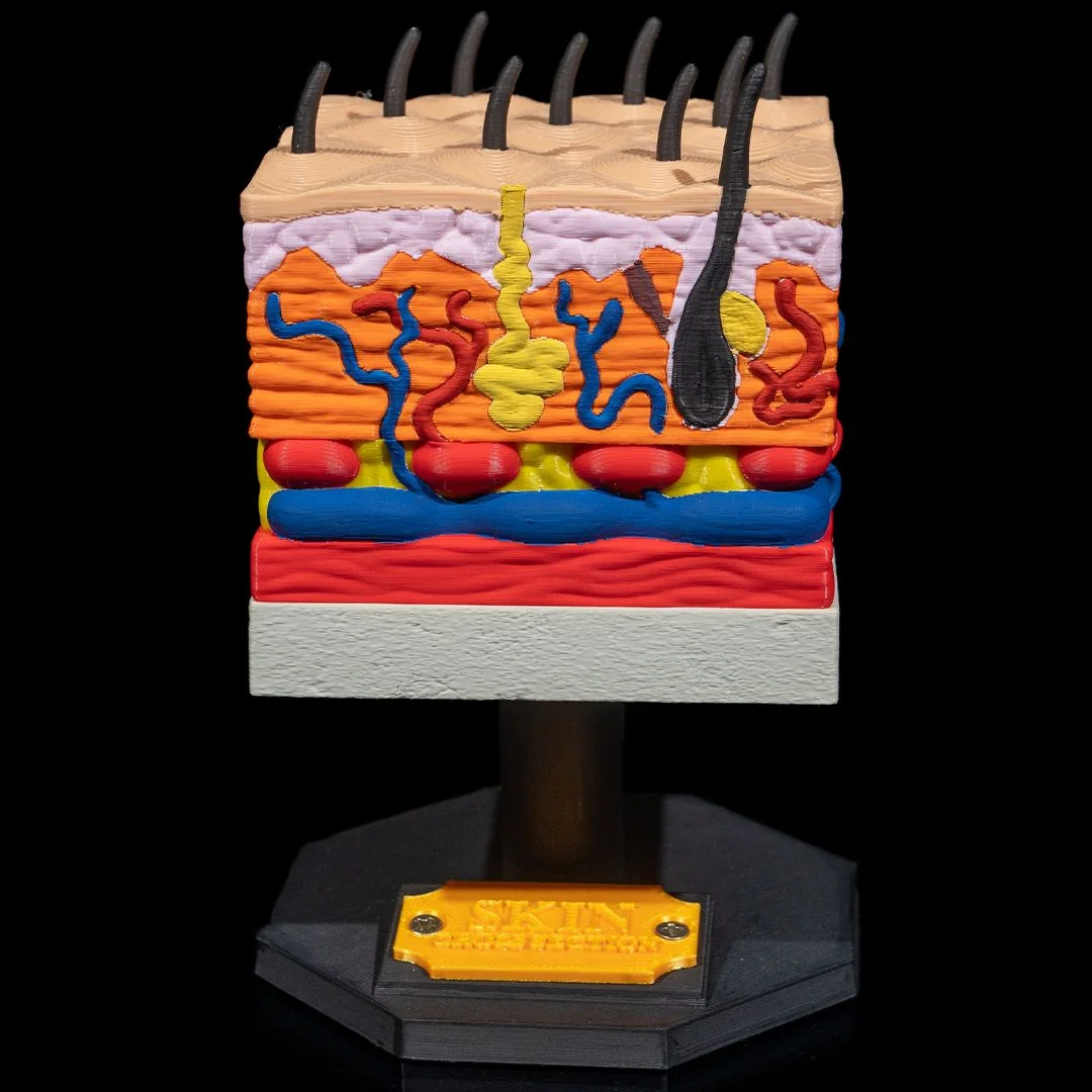 Skin cross-section model showing hairs, glands and blood vessels on a stand.