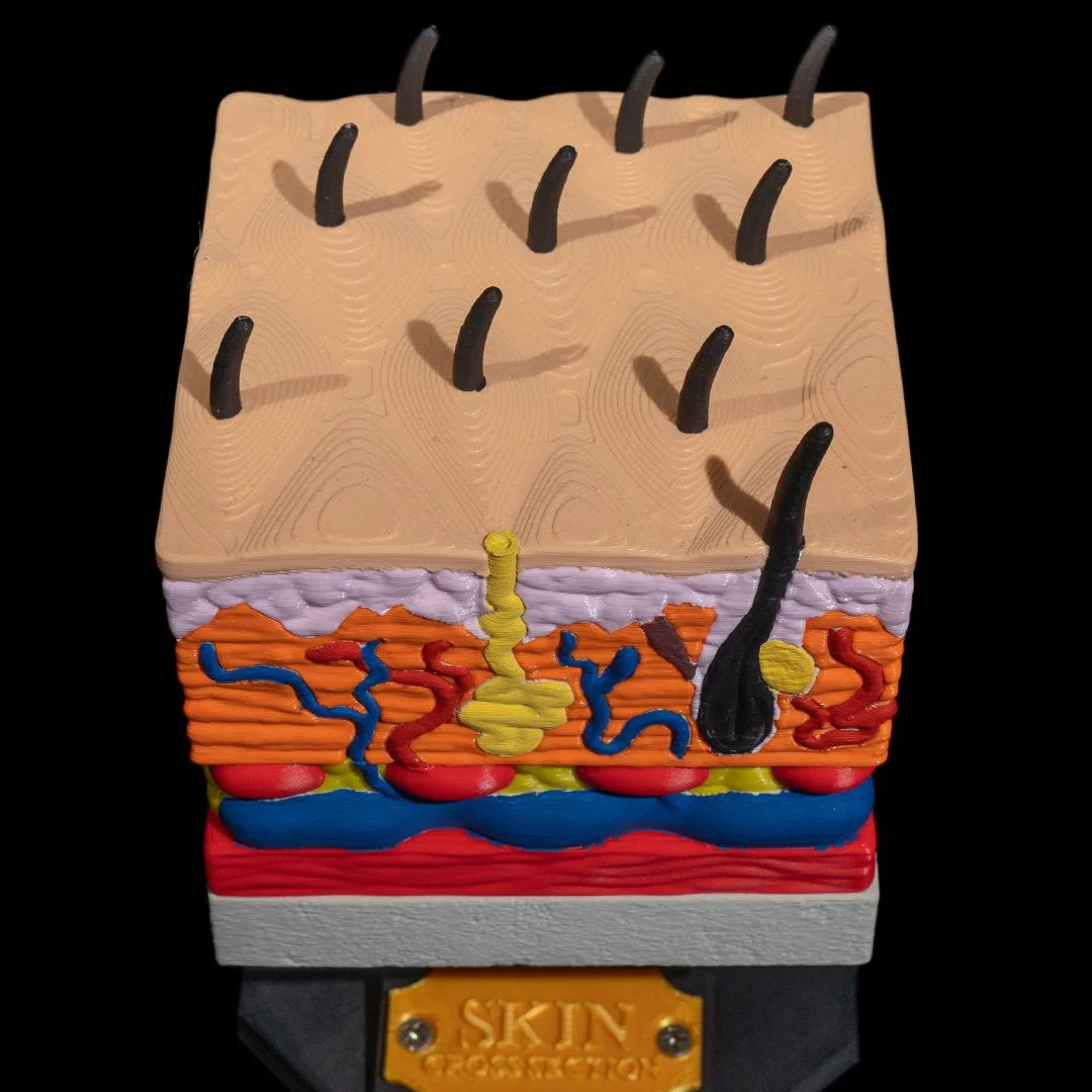 Elevated view of a skin model showing the surface hairs and internal layers.