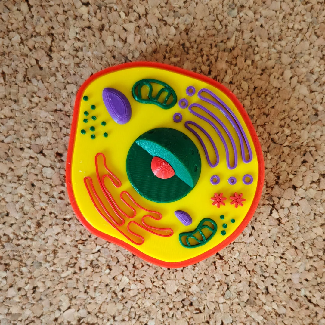 Overhead view of a small animal cell teaching model.