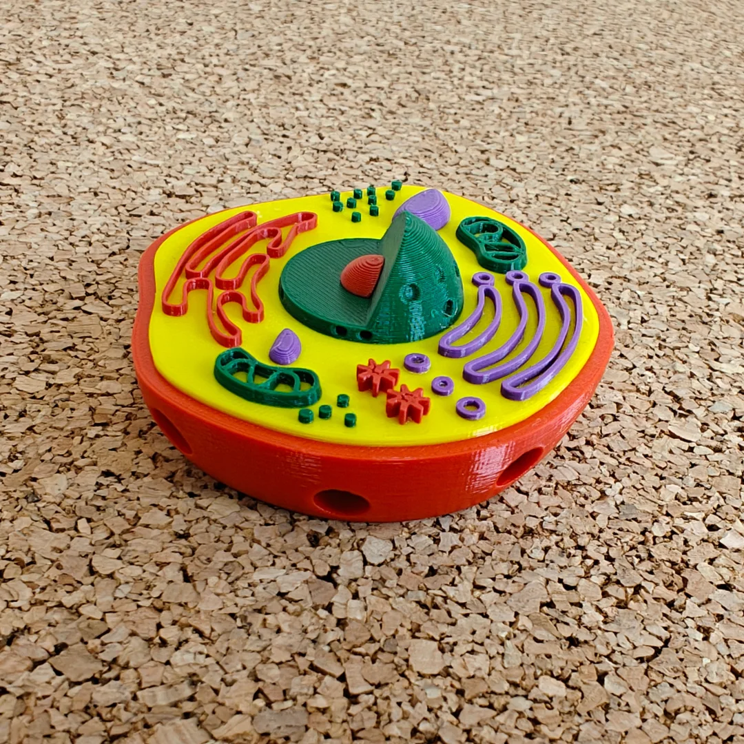 Angled view of a small animal cell model with its raised nucleus visible.