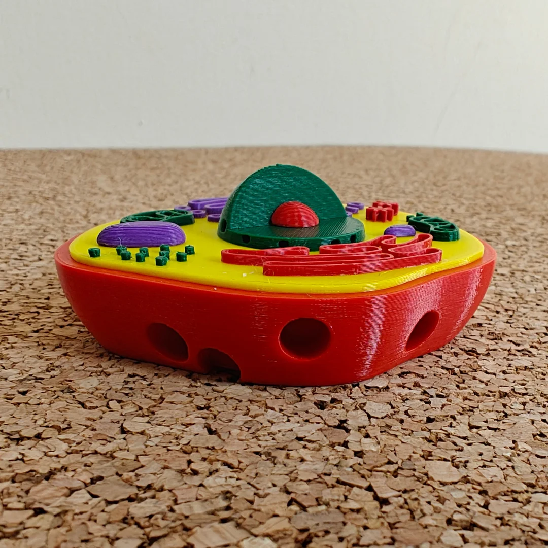 Low side view of a small animal cell model showing its thickness.