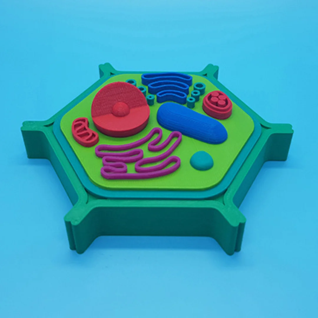 Small plant cell model showing raised organelles inside an angular cell wall.