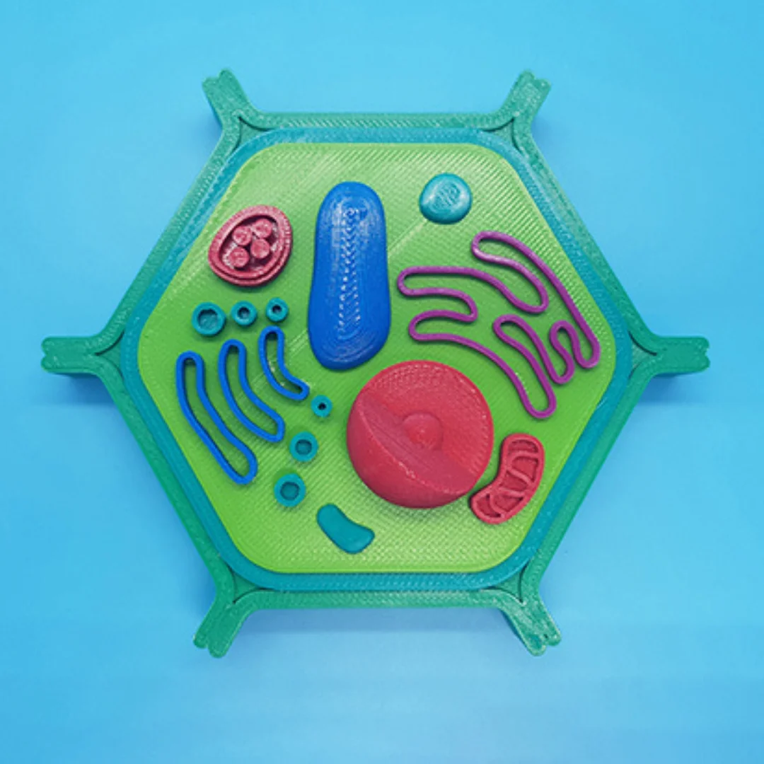 Overhead view of a small plant cell teaching model.