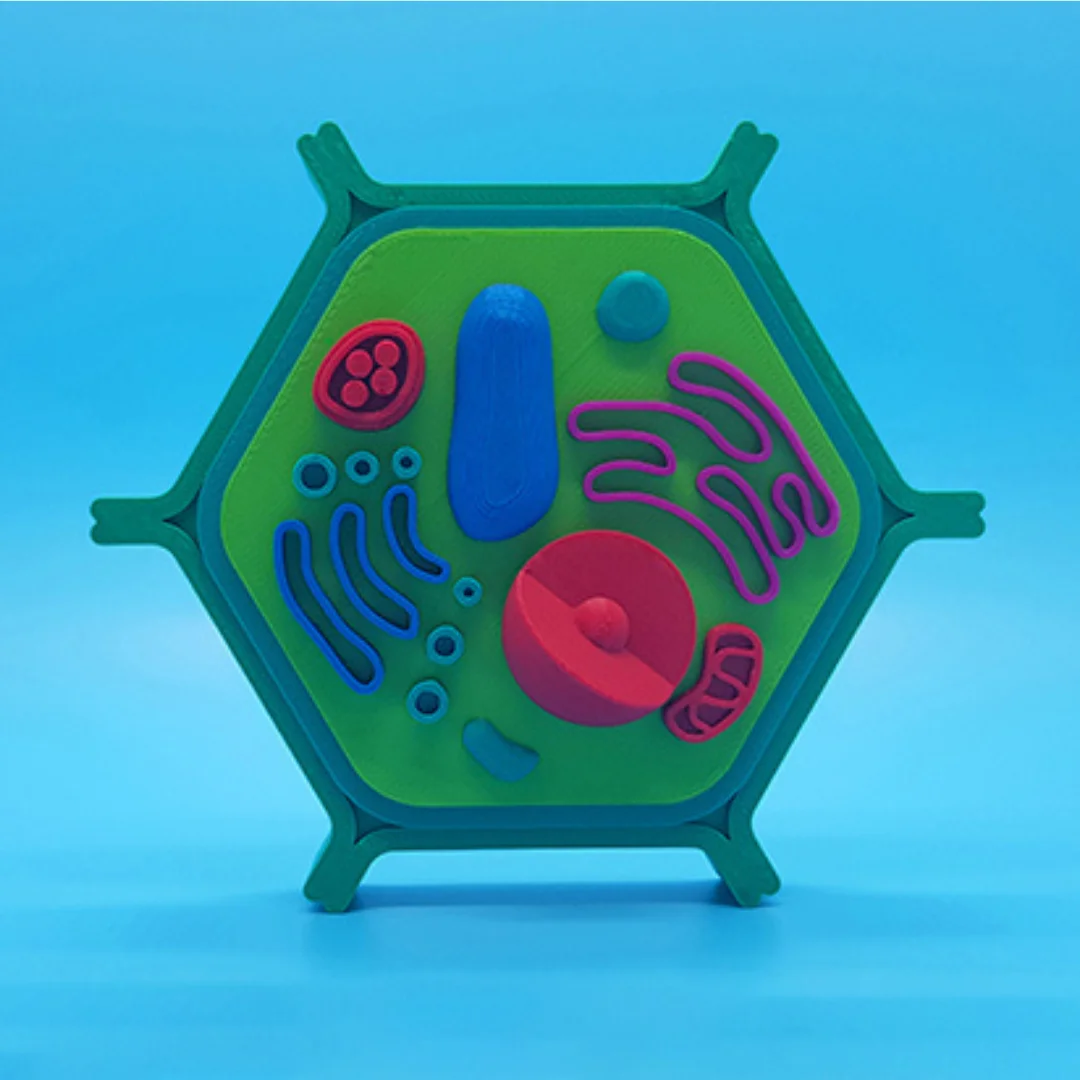 Upright view of a small plant cell model with internal structures visible.