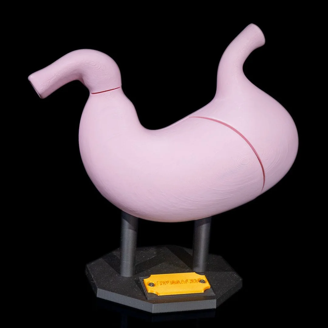 Assembled stomach anatomy model showing its outer surface.