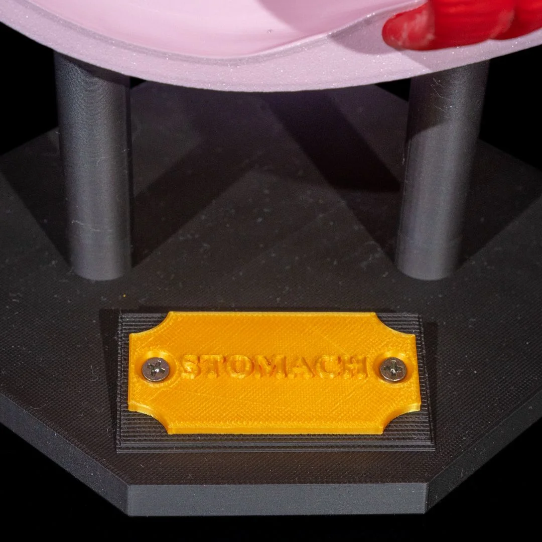 Close view of the stomach model nameplate and support base.