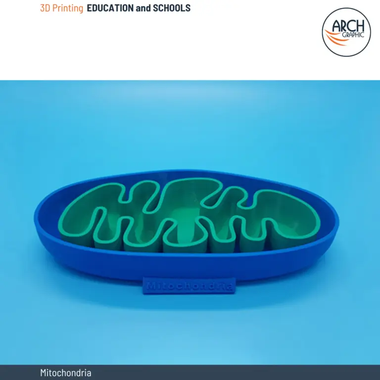 3D printed mitochondria model for school and university biology projects