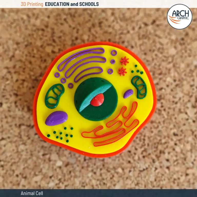 3D printed educational model of an animal cell