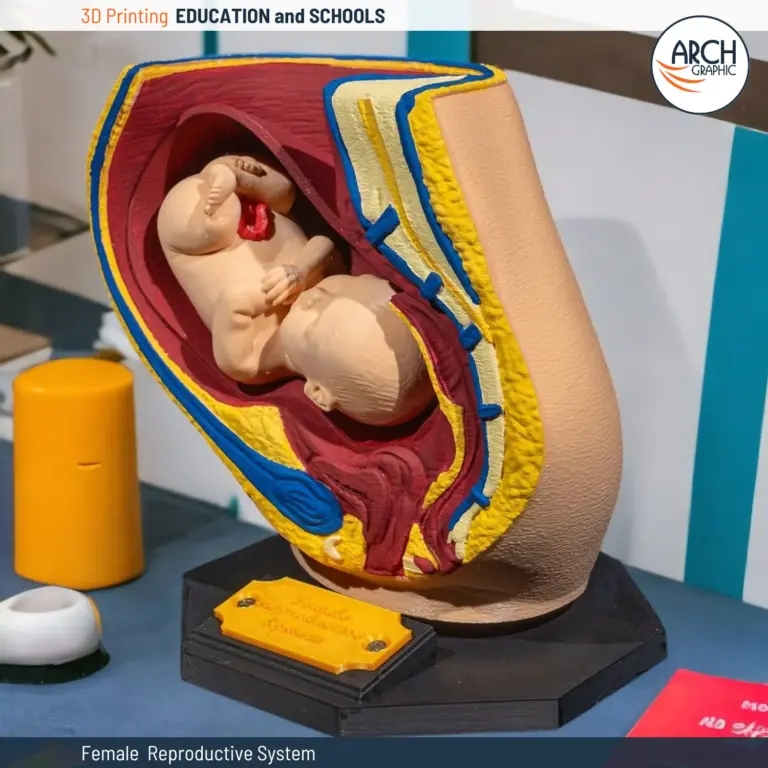 3D printed model of the female reproductive system