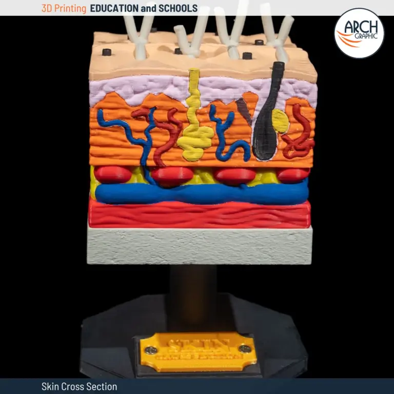 3D-printed model of human skin layers
